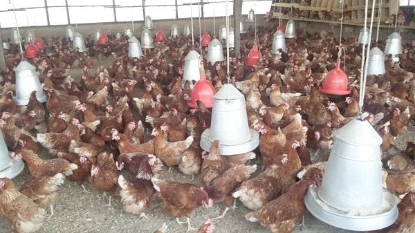 Poultry